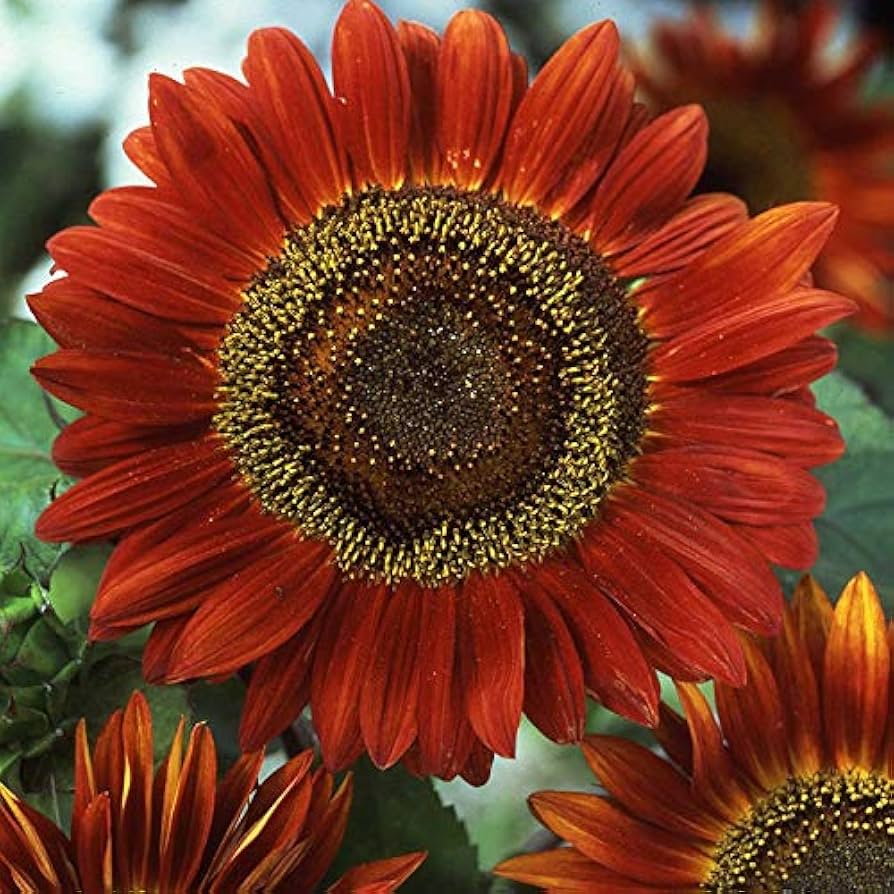 Sunflower ページ SeedsUP - 15+ Sunflower - Flower Red : Amazon.ca: Patio